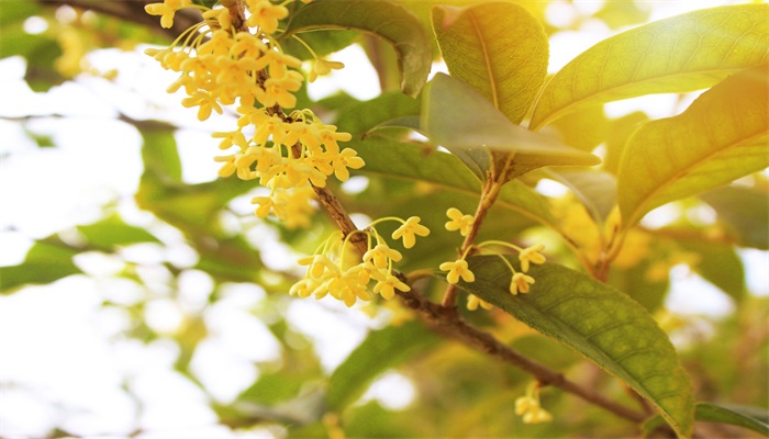 桂花树的特点 桂花树的特点是什么