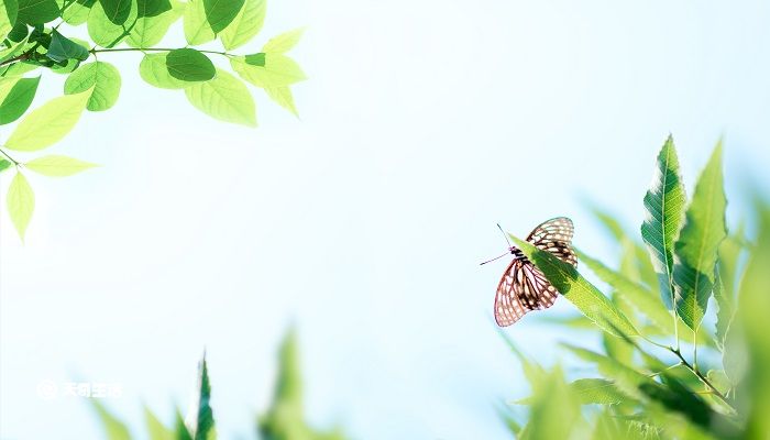 清明时节出郊原,寂寂山城柳映门什么意思 清明时节出郊原寂寂山城柳映门什么意思