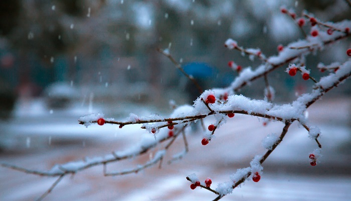 雪梅 卢铖翻译 雪梅古诗诗意及赏析