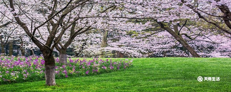 阳泉市春季赏花去哪里 推荐阳泉市春季赏花景点