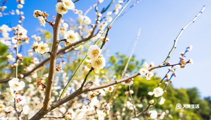 正月有什么花开放 正月开放的花有哪些