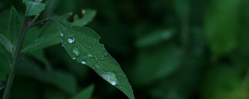 梅雨是怎么形成的 梅雨的形成介绍