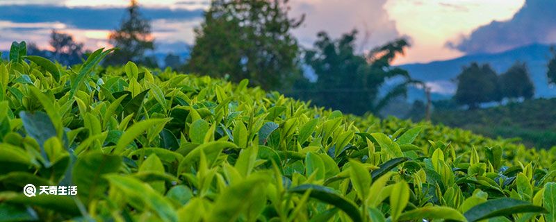 正山小种是什么茶 正山小种属于什么茶