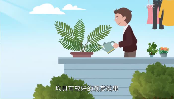 含羞草的外形特点 含羞草长什么样