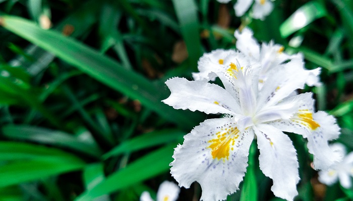 小蝴蝶花这篇文章说明了什么道理 小蝴蝶花这篇文章说明的道理