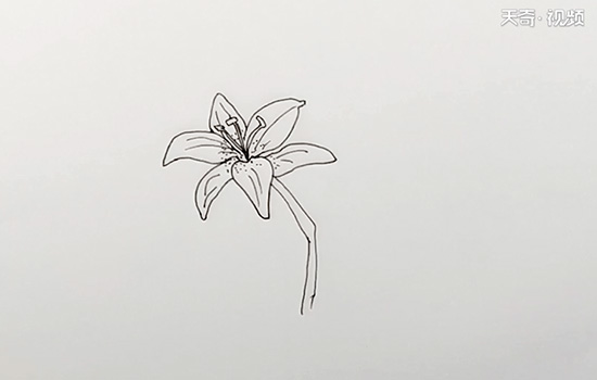 百合花简笔画