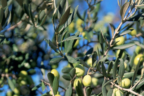 生橄榄的功效与作用 生橄榄的功效与作用及禁忌