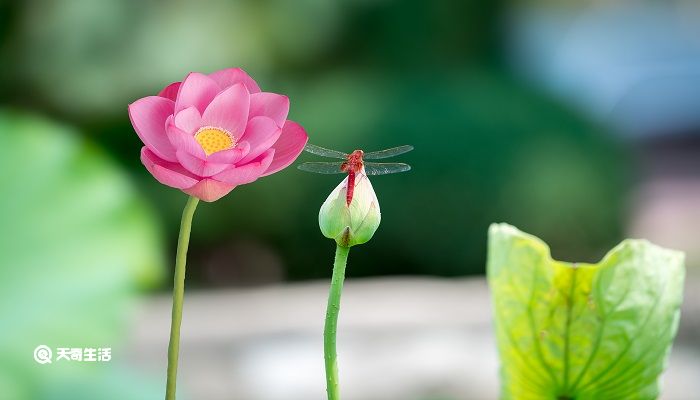 自荷钱出水之日文言文翻译 芙蕖自荷钱出水之日文言文翻译