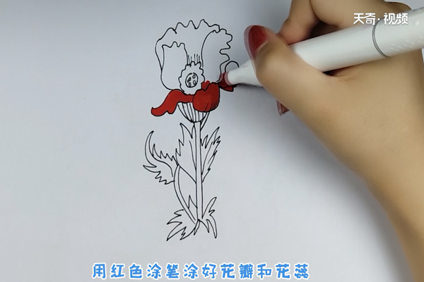 虞美人简笔画