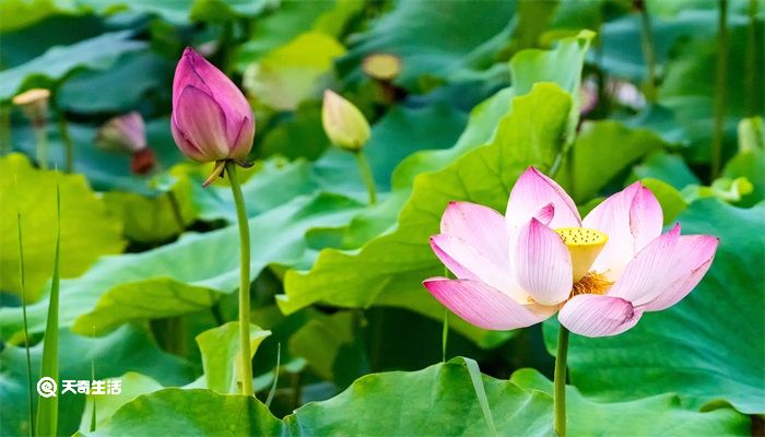 仲夏是几月 仲夏是几月份的