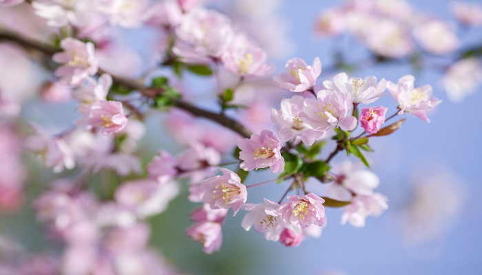 一树梨花压海棠原诗的赏析 一树梨花压海棠原诗意思