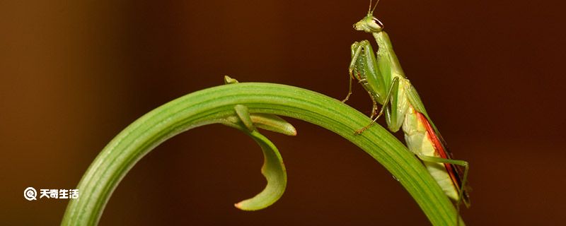 螳螂是益虫还是害虫 螳螂属于益虫还是害虫