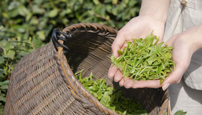 茶拥有5000年的历史,传说,神农氏喝开水时的翻译 茶拥有5000年的历史,传说,神农氏喝开水时翻译