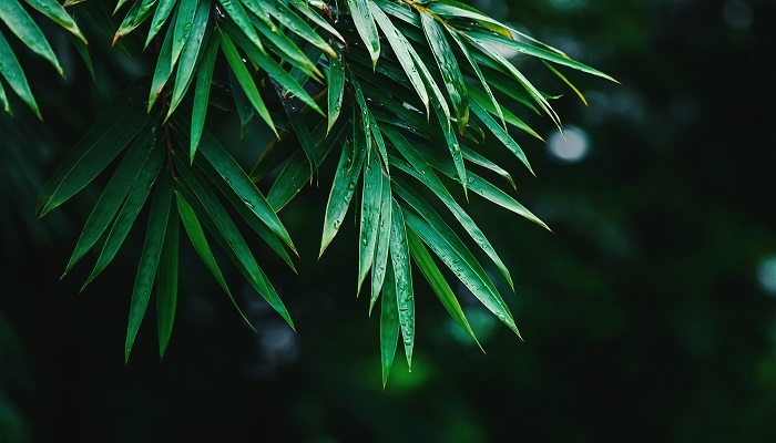 山居秋暝释义 山居秋暝的译文