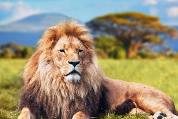 狮子为什么怕马赛人 狮子怕马赛人的原因