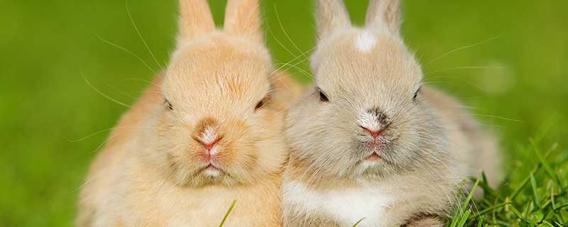 兔子种类 兔子种类有什么