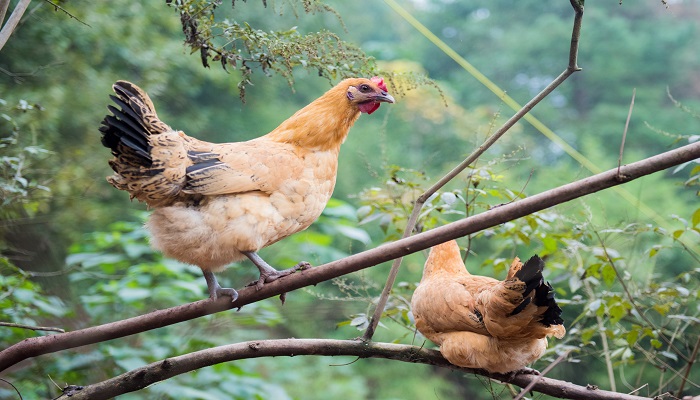 chicken可数吗 chicken是可数名词吗