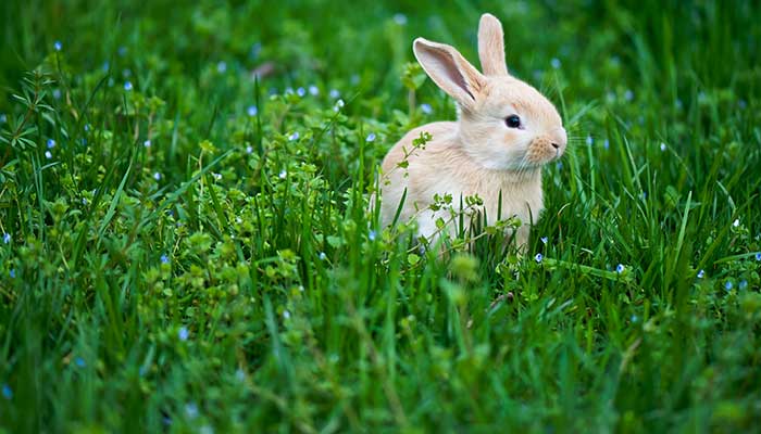 兔子种类 兔子种类有什么