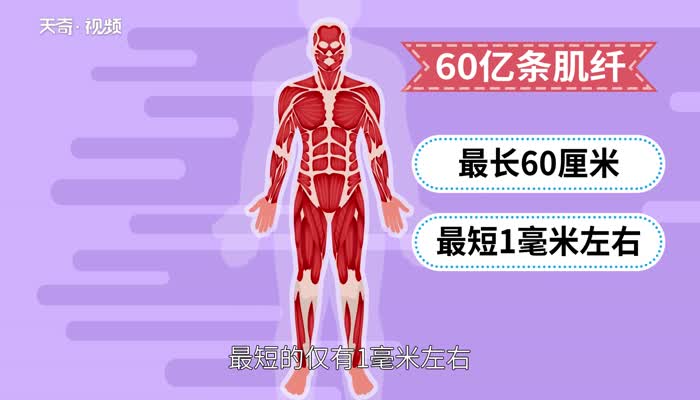 人体有多少块肌肉  人体主要的二十块肌肉