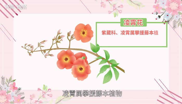 凌霄花花语 凌霄花花语是什么