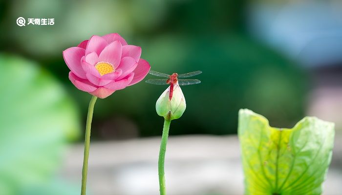 爱莲说的题目意思 爱莲说表达了作者什么