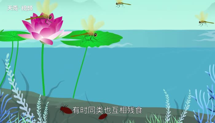 蜻蜓是益虫吗 蜻蜓是益虫还是害虫