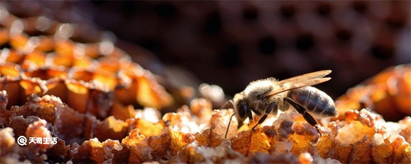 蜂蜡是什么 蜂蜡是什么东西