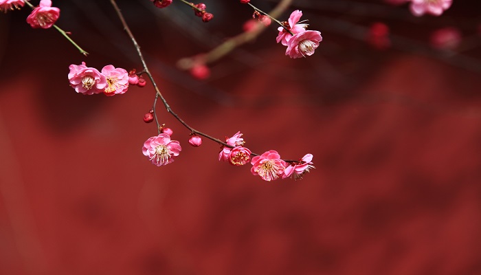 梅花三弄表达了什么意境 梅花三弄勾画了什么景象