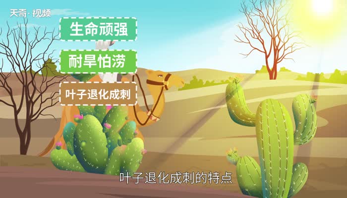 仙人掌的特点  仙人掌的介绍