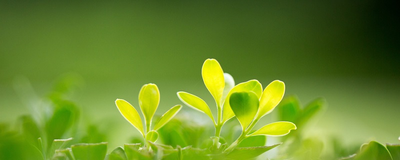 被子植物和裸子植物的区别 裸子与被子植物的主要区别