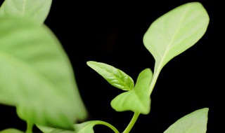 适合养在室内的植物 适合室内养的植物有哪些