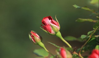 月季花的品种 大花月季有什么用处