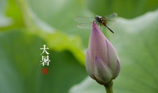 大暑各地饮食习惯 大暑各地有什么饮食习惯