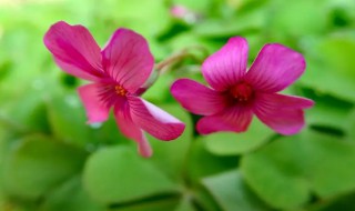 酢浆草和红花酢浆草区别 酢浆草和红花酢浆草有如下不同之处