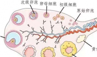 排卵期在什么时候 有哪些症状？