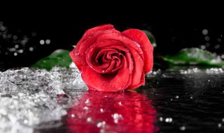 送玫瑰花代表什么意思 送玫瑰花代表的意思
