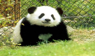 熊猫的外貌描写 熊猫的外貌描写简述