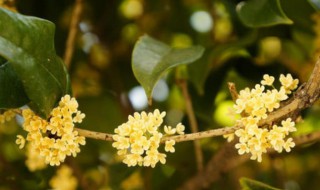 桂花什么季节开 桂花开花季节