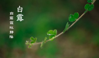 白露节气吃什么 什么适合白露节气吃