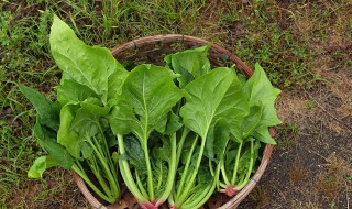 菠菜和哪些食物一起吃相克 菠菜不能和哪些食物一起吃