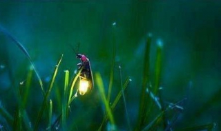萤火虫为什么会发光 有专门的发光细胞
