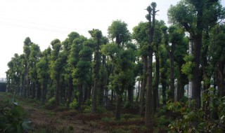 大香樟树怎样做盆景 香樟树桩怎么制作盆景