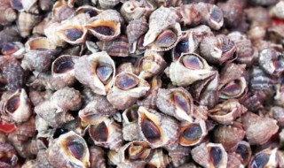 海螺的营养价值及功效 海螺的营养价值有哪些