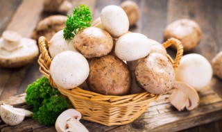 鲜蘑菇的做法大全 鲜蘑菇的烹饪方法