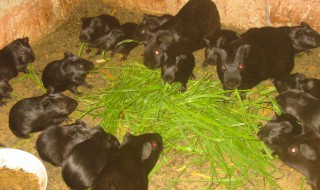黑豚鼠养殖方法 黑豚鼠饲料如何配制