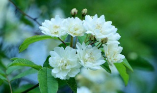 种香花子的小妙招 香花子内容介绍