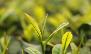 谷雨茶制作方法 谷雨茶制作方法介绍