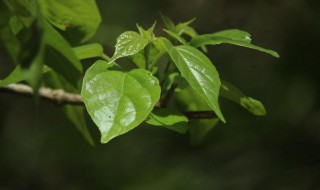 黄荆盆景制作 做好这四点可以做出一盆精品