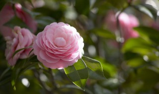 茶花可以泡水喝吗 茶花可不可以泡水喝