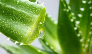 芦荟食用正确方法 芦荟怎么吃